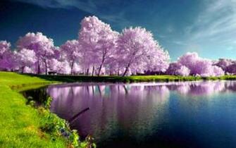 Purple Trees Nature 4k Wallpaper
