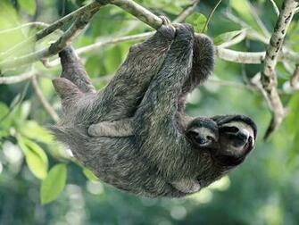 Sloth Desktop Wallpaper Animal Pictures Cool