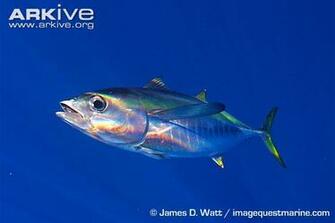 Yellowfin Tuna Wallpaper