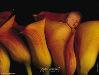 Anne Geddes Wallpaper Part Desktop HD