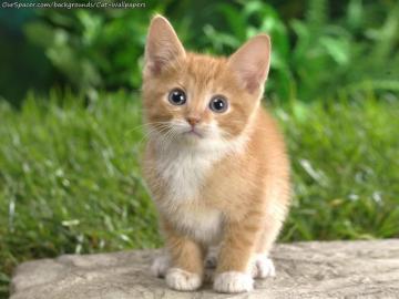Adorable Cute Cat Staring Into The Camera Wallpaper For Myspace