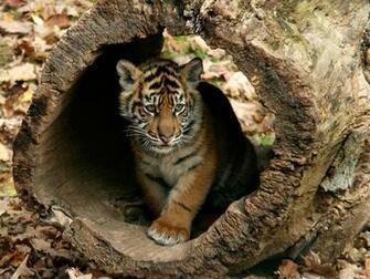 Little Tigers Image Wallpaper HD