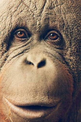 Orangutan Mobile Wallpaper Mobiles Wall