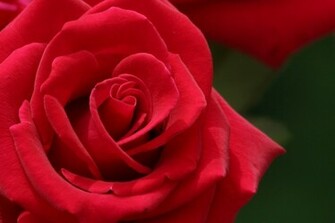 Red Roses Flower Rose Pictures Jpg