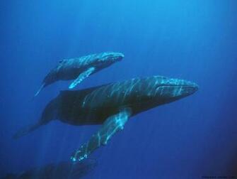 Blue Whale Wallpaper