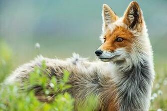 My Adorable Fox Wallpaper Collection Desktop