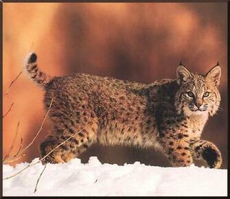 Best Animal Bobcat Wallpaper Wallpaperlikjen Create