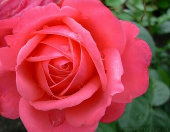 Beautyful Flowers Pink Rose Flower Wllpapers