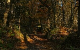 Fall Foliage Wallpaper