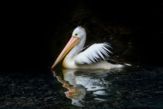 Pelicans Picture Wallpaper