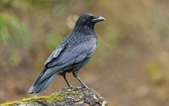 Pictures Of Ravens Birds Image