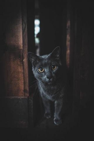 Dark Cat Pictures Image