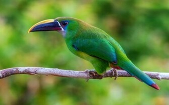 Toucan Wallpaper