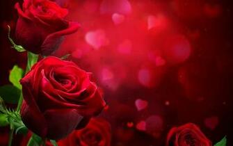 Beautiful Roses HD Wallpaper Pictures To