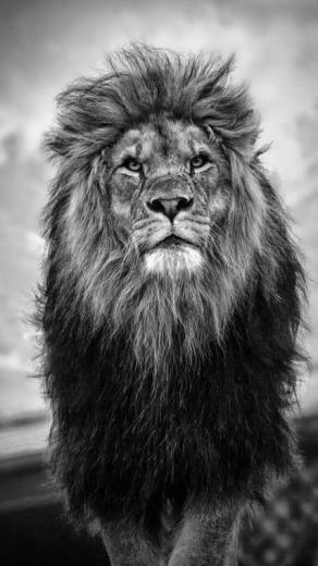 Majestically Pensive Escultura Lion Tattoo Wallpaper