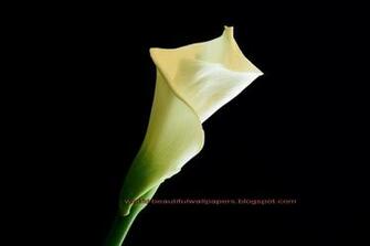 Beautiful Wallpaper Calla Lily Flowers