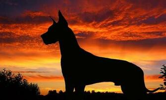 Dogs Wallpaper Animals HD Desktop