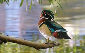 Waterfowl Wallpaper