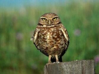 Related Wallpaper Animals Owls Brown Owl
