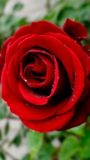 Red Roses iPhone Wallpaper HD