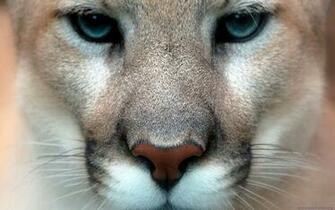 Mountain Lion Wallpaper HD Dowload Desktop
