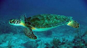 Wallpaper Green Turtle Swimming In Sea HD Upload At