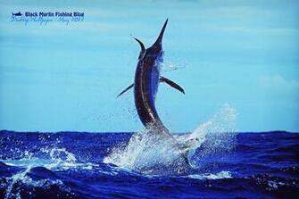 Marlin Fish Wallpaper Cake Ideas And Designs