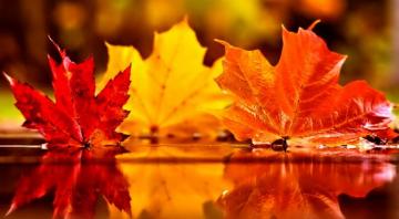 Beautiful Autumn Leaves On Water