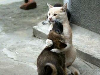 Funny Animals Wallpaper Background