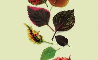 Fine Gardening Wallpaper Coleus