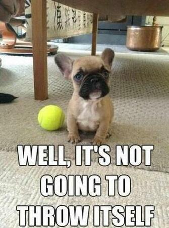 Funny Cute French Bulldog