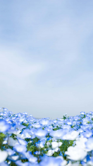 Blue Flowers Aesthetic Wallpaper