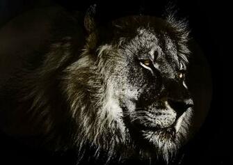 Abstract Lion Wallpaper HD Window Top Rated