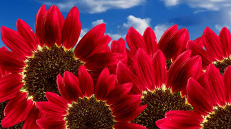Sunflowers And Roses Uu2vi1eb88jchpvk Wallpaper