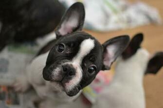 French Bulldog Puppy Wallpaper Cute