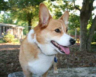 Pembroke Welsh Corgi Wallpaper Puppy Pictures Breed Info