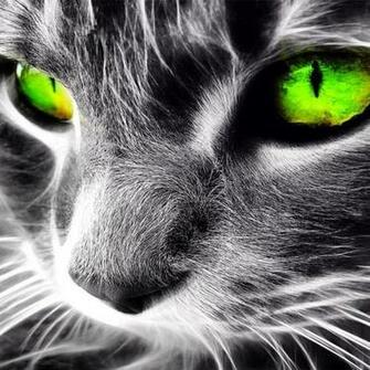 Looked Pretty Cool Cat Wallpaper Neon Green Taken With
