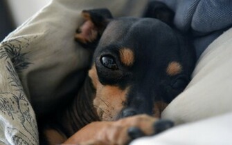 Miniature Pinschers Are For Experienced Dog Owners And Should Not Be
