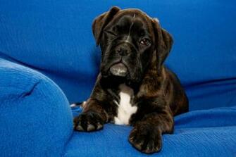 Boxer Cute Puppy Pictures Dogs