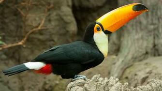 HD Toucan Bird Wallpaper HDwallsource