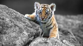 132367d1362463883 Tiger Wallpaper Photos X Jpg