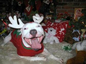 Pit Bull Christmas For The Canine And Feline Pals