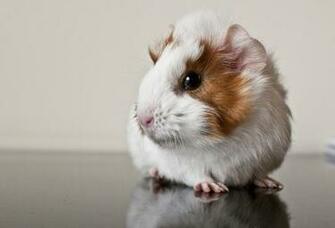Wallpaper Animals Cute Guinea Pig