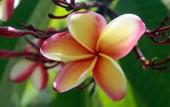 Wallpaper Plumeria Seychelles Praslin Ruba At Lemuria