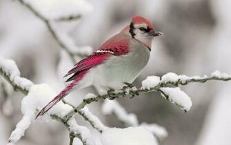 Vevomedia Full HD Wallpaper Pictures For Desktop Background Fb