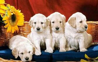 Cute Puppies Wallpaper Hq Desktop