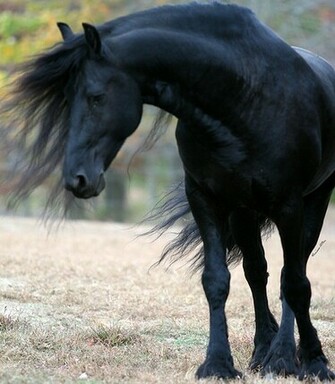 Friesian Desktop Background Wallpaper The Horse Forum