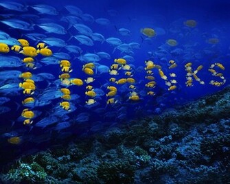 Fish Computer Desktop Wallpaper