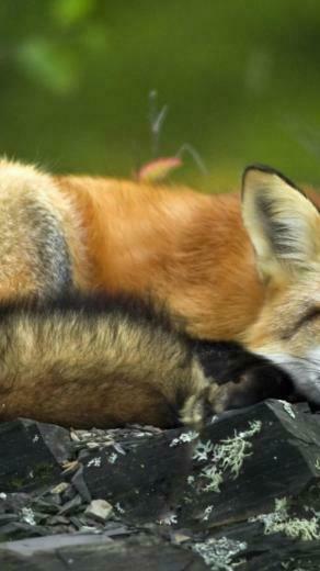 Desktop HD Red Fox Wallpaper Planet Jupiter Pics