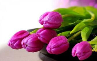Tulip Flower Wallpaper Westwood Plateau Golf